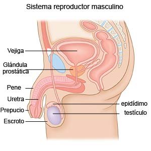Sistema reproductor masculino
