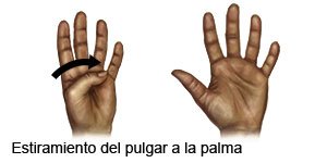 Estiramiento del pulgar a la palma