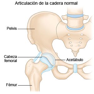 Articulación de la cadera normal