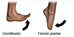 Dorsiflexión y flexión plantar