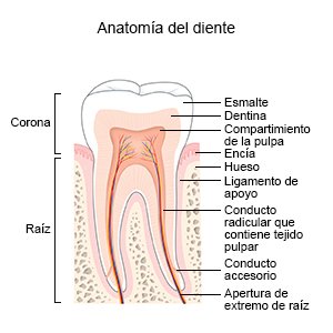 Anatomía del diente