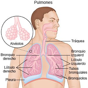 Los pulmones