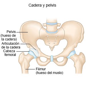 Cadera y pelvis