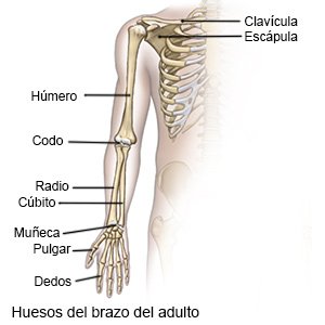 Huesos del brazo del adulto