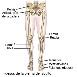 Huesos de la pierna del adulto