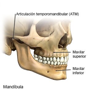 mandibula si maxilar suplimente cu condroitină și glucozamină