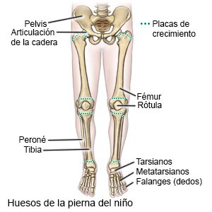 Huesos de la pierna del niño