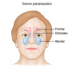 Senos paranasales