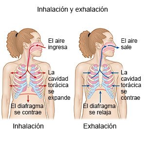 Funcionamiento De Los Pulmones Care Guide Information En Espanol