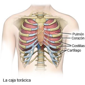 Caja torácica