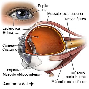 Anatomía del ojo