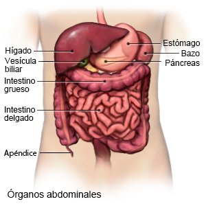 Órganos abdominales