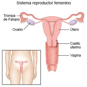 Sistema reproductor femenino