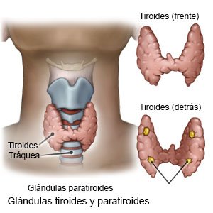 Glándulas tiroides y paratiroides