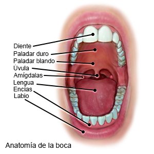 Anatomía de la boca