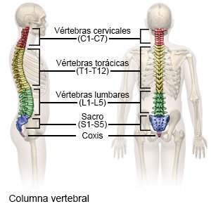 Columna vertebral