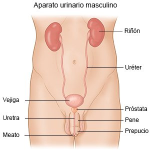 Prostatitis és uretritis