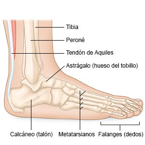 Talón, dedos de los pies, tobillo