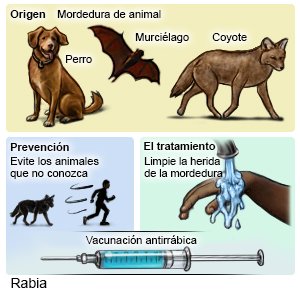 Origen, prevención y tratamiento de la rabia