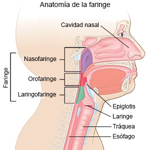Anatomía de la faringe