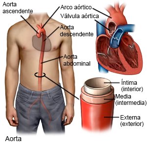 Aorta