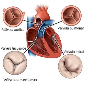 Válvulas cardíacas