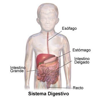 Picture of the digestive system of a child