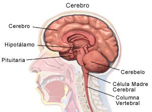 Brain