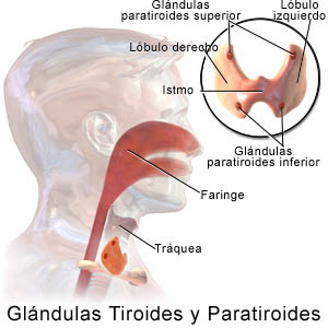 Thyroid and Parathyroid Glands