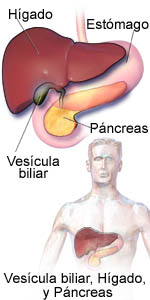 Gallbladder, Liver and Pancreas