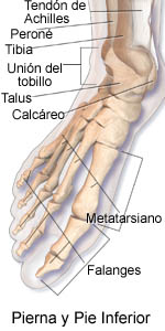 Lower Leg and Foot