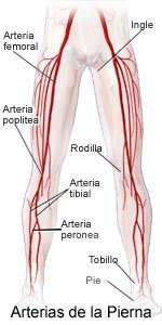 Arteries of the Legs