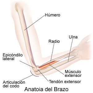 Anatomy of the Arm