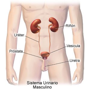 Male Urinary System