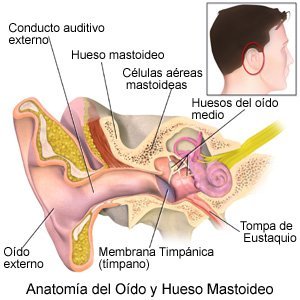 Ear Anatomy and Mastoid Bone