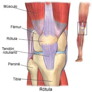 Patella