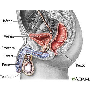 Mantener ereccion 2025 goma