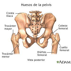 Bones of the Pelvis