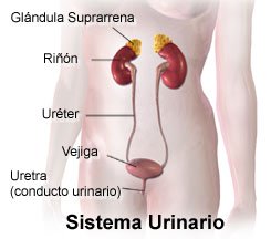 Picture of the urinary system
