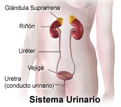 Urinary System