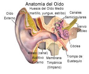 Picture of a normal ear