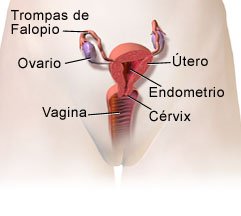 Definición de salpingooforectomía bilateral - Diccionario de