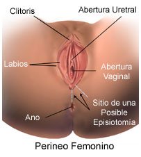 Picture of the anatomy of the female perineum