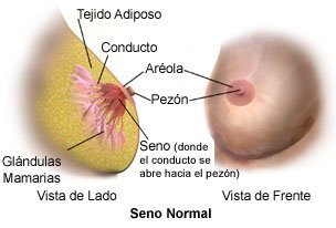 Invalidez Cantidad de dinero fibra Cómo Los Senos Producen Leche Care Guide Information En Espanol