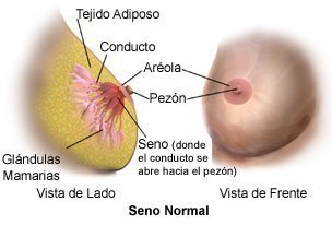 Picture of a normal breast