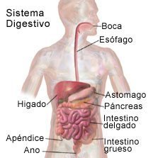 Picture of a normal digestive system