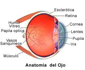 Picture of a normal eye
