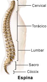 Picture of a normal spine