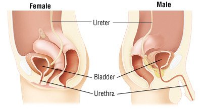 Antibiotikum prosztatitis és urethritis Fájdalom a prosztata bal oldalán