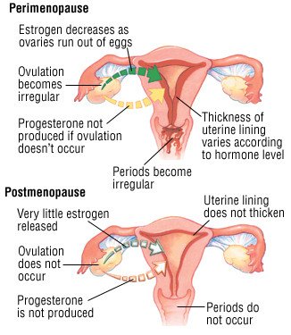 Spotting After Period Menopause 2024